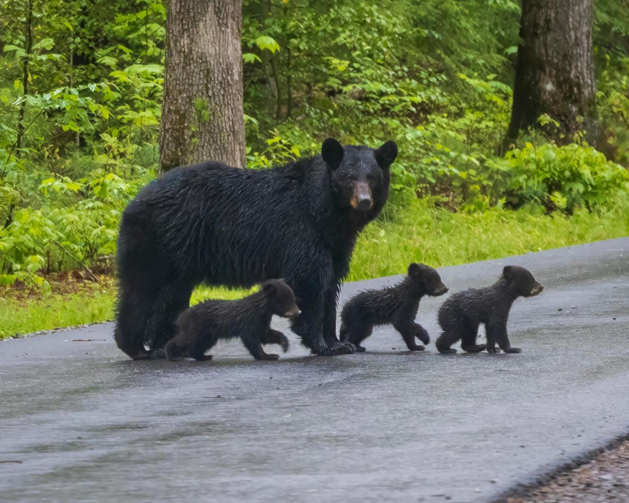 Time To Cuddle, Wifi, Near Pigeon Forge, 1089 Free Tickets Each Paid Day, Dollywood And More Exteriér fotografie